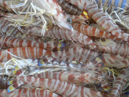 jammal -- super fresh prawns copy