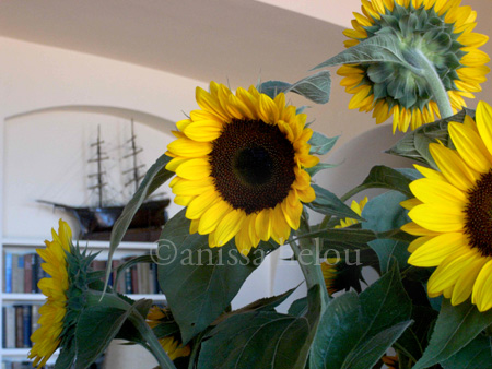 8-campolecciano-sunflowers copy