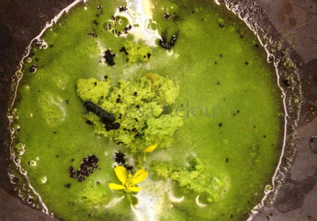 agape substance-seaweed soup copy