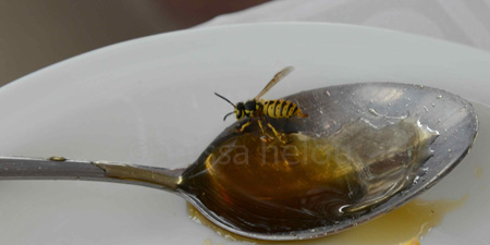 qley3at-roumiyeh-wasp in honey copy