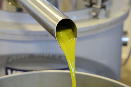 sicily-olive oil coming out of the press copy