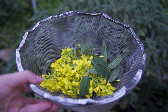 tempura-cavolicelli flowers & sage leaves copy